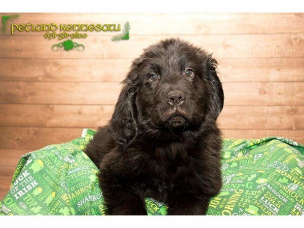 Newfoundland-DOG-Male-Black-19959-Petland Kennesaw, Georgia