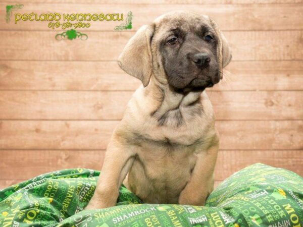 English Mastiff-DOG-Female-FN:BLK MSK-20029-Petland Kennesaw, Georgia