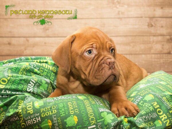 Dogue de Bordeaux DOG Male RD 20032 Petland Kennesaw, Georgia