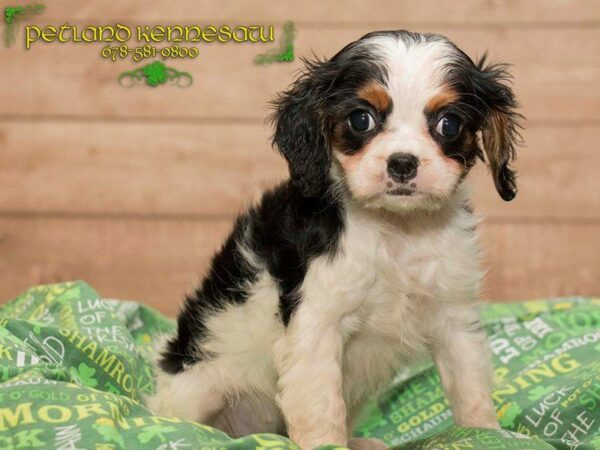 Cavalier King Charles DOG Female BLK & WH:TN MKGS 20027 Petland Kennesaw, Georgia