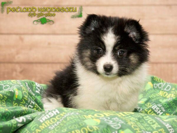 Pomsky 2nd Gen DOG Female White 20010 Petland Kennesaw, Georgia