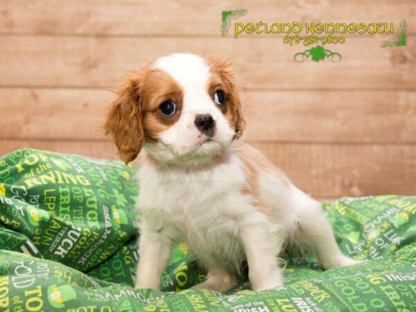 Cavalier King Charles-DOG-Female-BHEIM-20033-Petland Kennesaw, Georgia