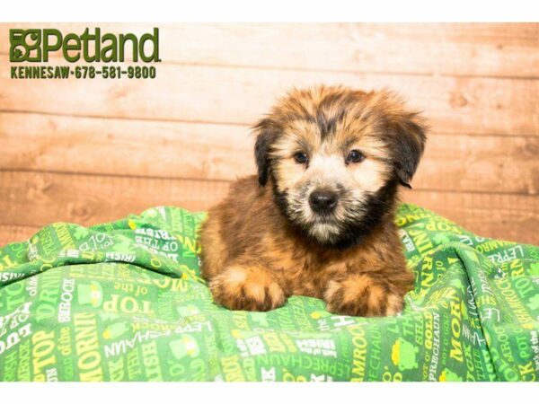 Soft Coated Wheaten Terrier DOG Female Wheaten 20059 Petland Kennesaw, Georgia