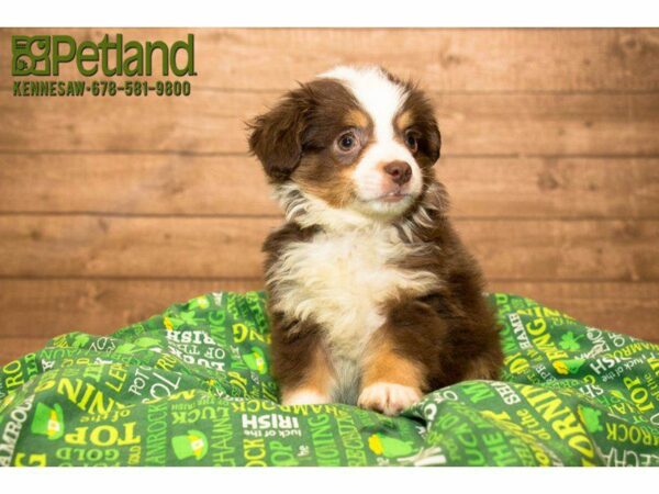 Miniature Australian Shepherd-DOG-Male-Red-20056-Petland Kennesaw, Georgia