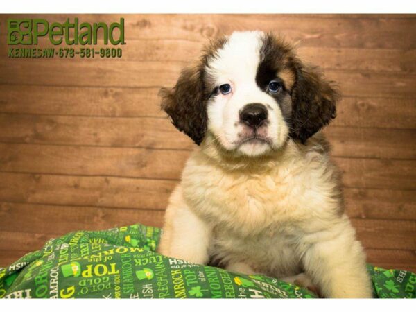 Saint Bernard DOG Female Brown / White 20053 Petland Kennesaw, Georgia