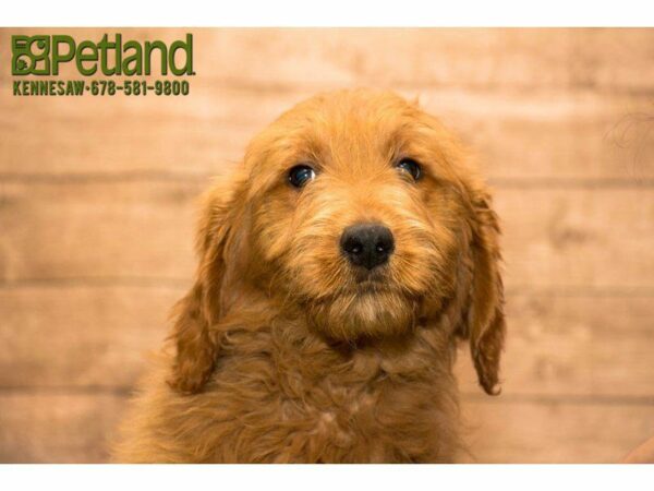 Goldendoodle DOG Male Red 20042 Petland Kennesaw, Georgia