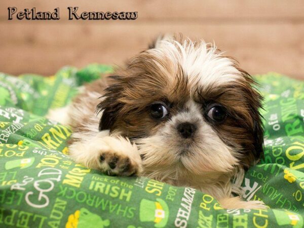 Shih Tzu DOG Female GLD & WH 20097 Petland Kennesaw, Georgia