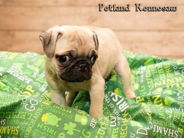 Pug-DOG-Female-FN:BLK MSK-20095-Petland Kennesaw, Georgia