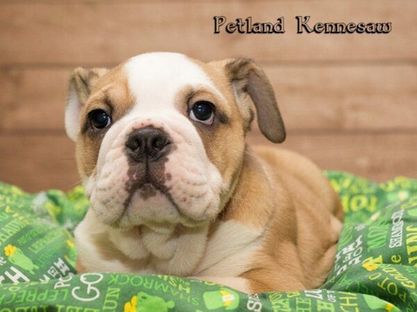 English Bulldog DOG Female RD & WH 20093 Petland Kennesaw, Georgia