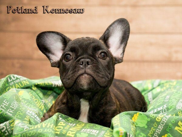 French Bulldog-DOG-Male-Black Brindle-20075-Petland Kennesaw, Georgia