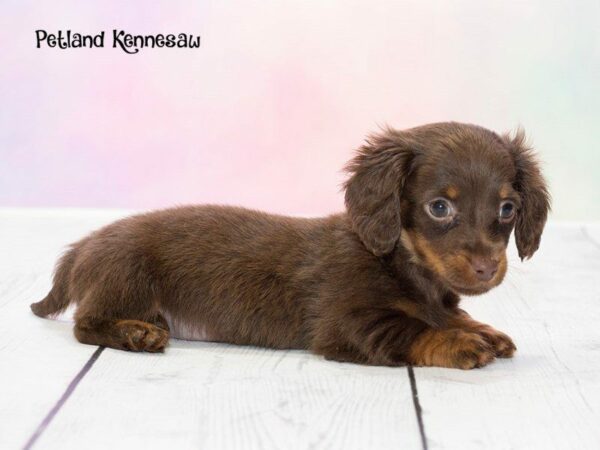 Dachshund-DOG-Female-CHLT & TN-20180-Petland Kennesaw, Georgia