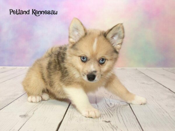 Pomsky DOG Female CR SBL:MRL MKGS 20176 Petland Kennesaw, Georgia