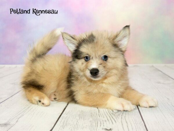 Pomsky DOG Male CR SBL:MRL MKGS 20175 Petland Kennesaw, Georgia