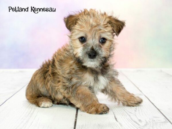 Morkie-DOG-Female-GLD-20173-Petland Kennesaw, Georgia