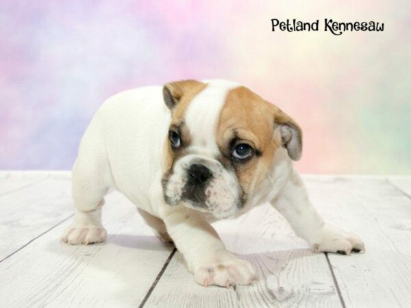 English Bulldog DOG Male RD & WH 20171 Petland Kennesaw, Georgia