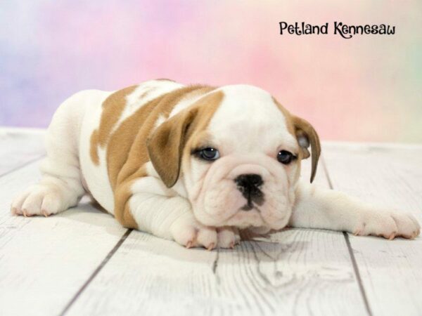 Victorian Bulldoge DOG Male Fawn / White 20168 Petland Kennesaw, Georgia