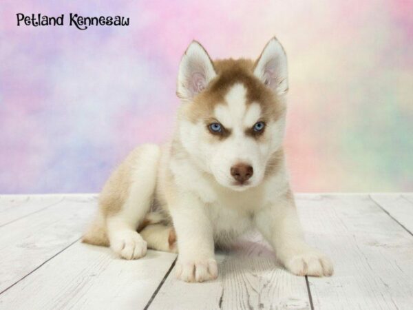 Siberian Husky DOG Male Red and White 20159 Petland Kennesaw, Georgia