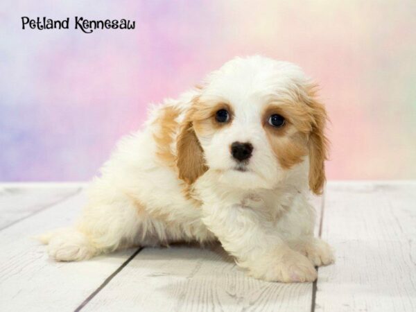 Cavachon DOG Female Brown and White 20155 Petland Kennesaw, Georgia