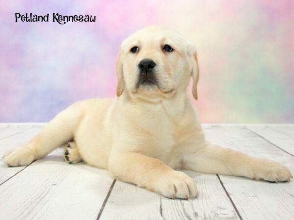 Labrador Retriever DOG Male Yellow 20153 Petland Kennesaw, Georgia