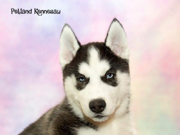 Siberian Husky DOG Male Black / White 20152 Petland Kennesaw, Georgia