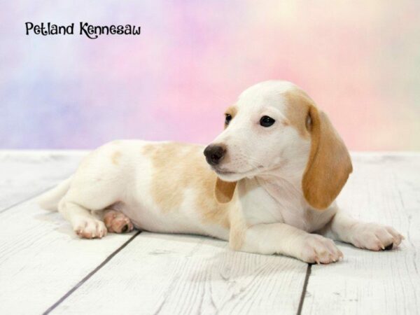 Dachshund DOG Male White and Tan 20148 Petland Kennesaw, Georgia