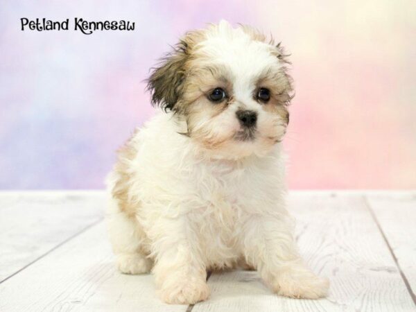 Teddy Bear-DOG-Male-White and Brown-20184-Petland Kennesaw, Georgia