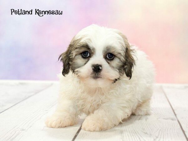 Teddy Bear-DOG-Male-White and Brown-20183-Petland Kennesaw, Georgia