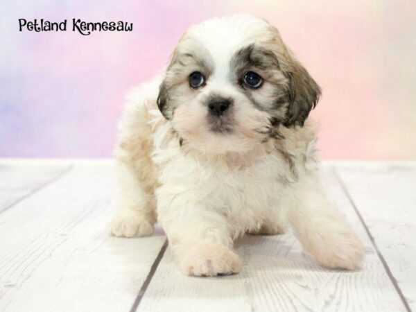 Teddy Bear-DOG-Male-White and Brown-20182-Petland Kennesaw, Georgia