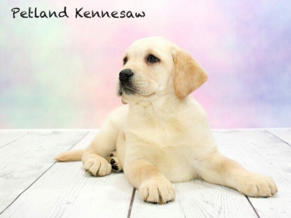 Labrador Retriever DOG Male Yellow 20212 Petland Kennesaw, Georgia