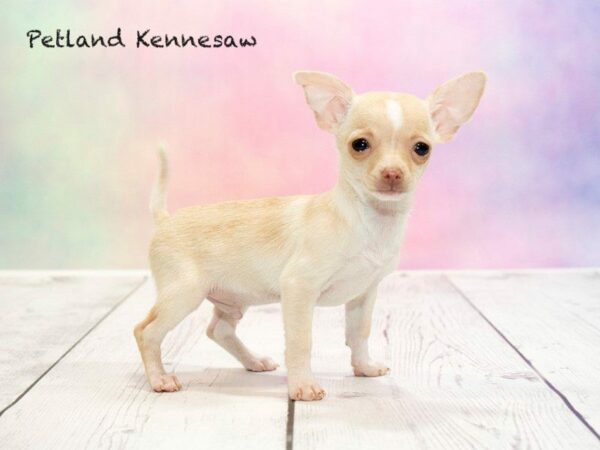 Chihuahua-DOG-Male-CR:WH MKGS-20197-Petland Kennesaw, Georgia