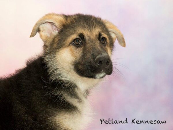 German Shepherd Dog DOG Male BLK & TN 20195 Petland Kennesaw, Georgia