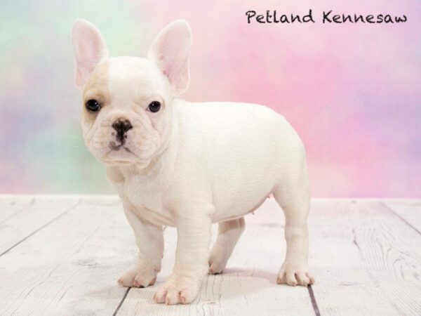 French Bulldog-DOG-Female-CR:PBLD-20193-Petland Kennesaw, Georgia