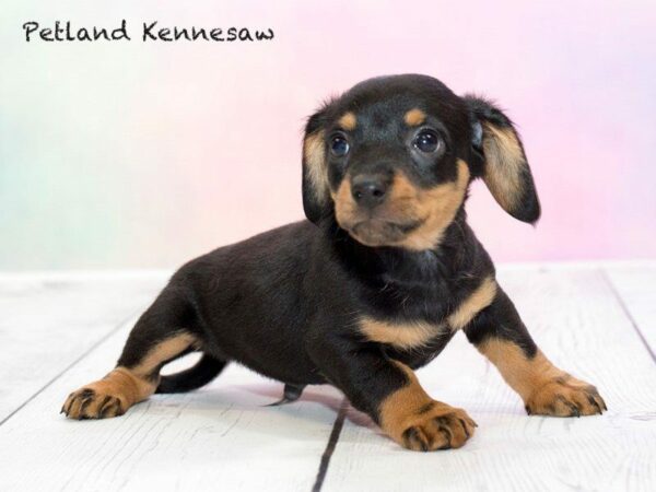 Chiweenie DOG Male BLK & TN 20189 Petland Kennesaw, Georgia