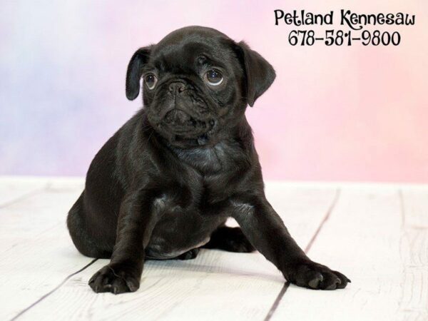 Pug DOG Male Black 20231 Petland Kennesaw, Georgia