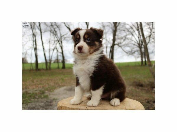 Miniature Australian Shepherd-DOG-Male-Brown and White-20265-Petland Kennesaw, Georgia