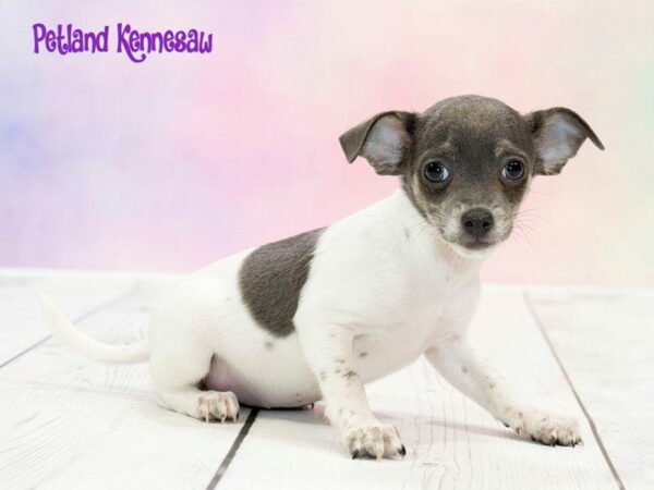 Chihuahua-DOG-Female-BLK & TN:SPTD ON WH-20253-Petland Kennesaw, Georgia