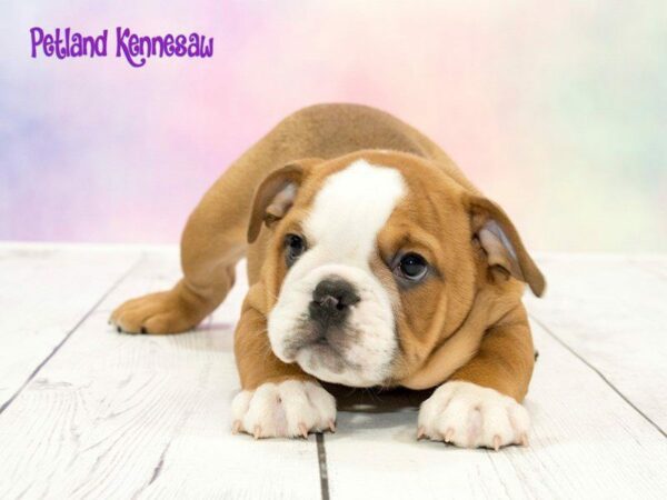 English Bulldog-DOG-Male-RD & WH-20240-Petland Kennesaw, Georgia