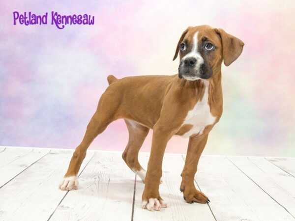 Boxer DOG Female FN:WH MKGS 20192 Petland Kennesaw, Georgia