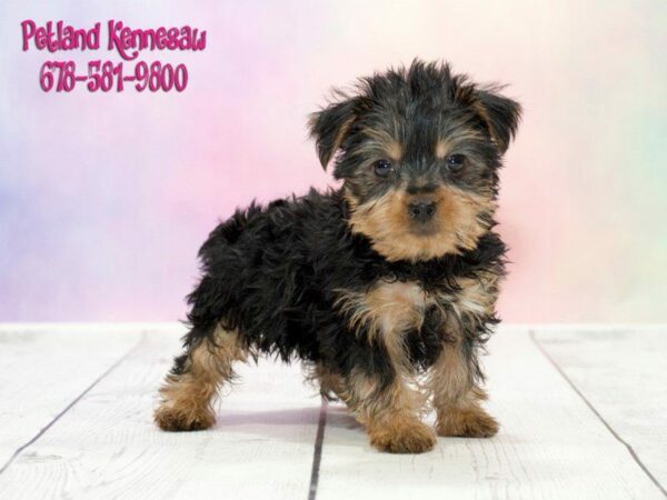 Yorkshire Terrier-DOG-Female-Black and Tan-20326-Petland Kennesaw, Georgia