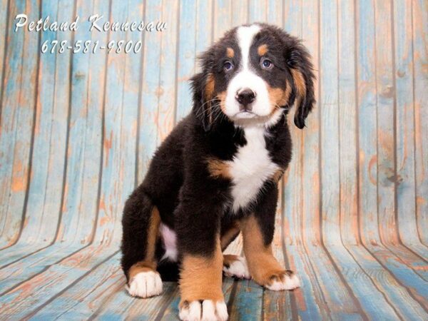 Bernese Mountain Dog DOG Male Black Rust / White 20330 Petland Kennesaw, Georgia