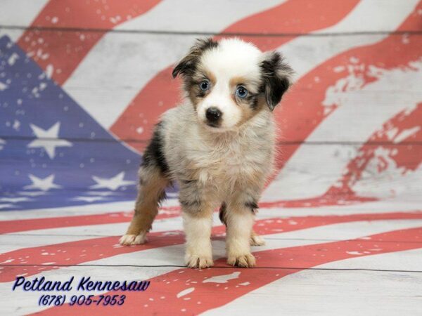 Miniature Australian Shepherd-DOG-Female-Blue Merle-20630-Petland Kennesaw, Georgia