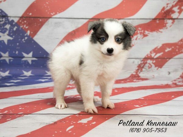 Huskimo-DOG-Female-Black White-20626-Petland Kennesaw, Georgia