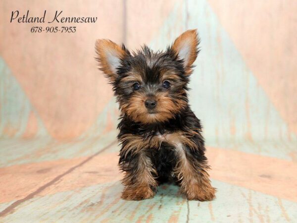 Yorkshire Terrier DOG Male Black / Tan 20799 Petland Kennesaw, Georgia