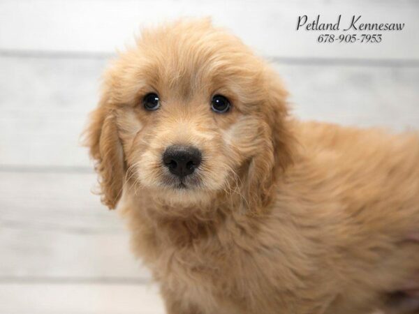 Miniature Goldendoodle DOG Male GLDN 20816 Petland Kennesaw, Georgia