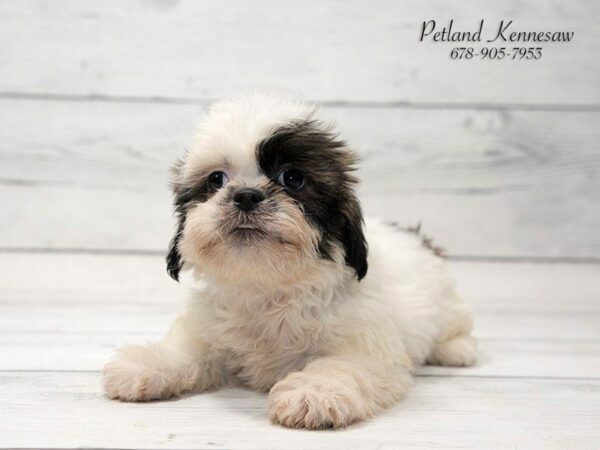 Shih Tzu-DOG-Female-Brown White-20818-Petland Kennesaw, Georgia