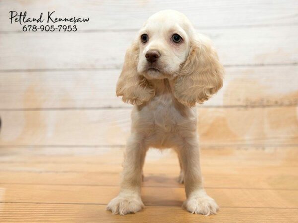 Cocker Spaniel-DOG-Female-BUFF-20868-Petland Kennesaw, Georgia