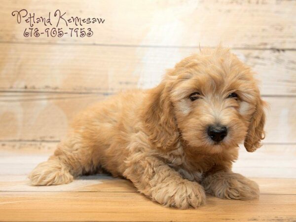 Mini Goldendoodle 2nd Gen-DOG-Male-Golden-20972-Petland Kennesaw, Georgia