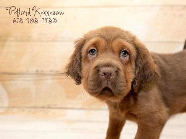 Mini Hippo-DOG-Female-Fawn-20962-Petland Kennesaw, Georgia