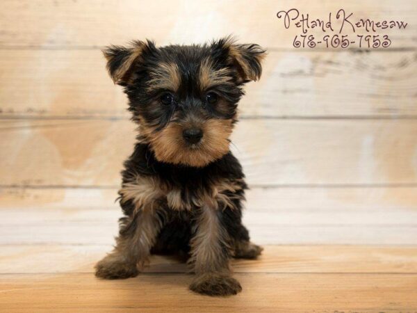 Yorkshire Terrier DOG Female Black Tan 20956 Petland Kennesaw, Georgia