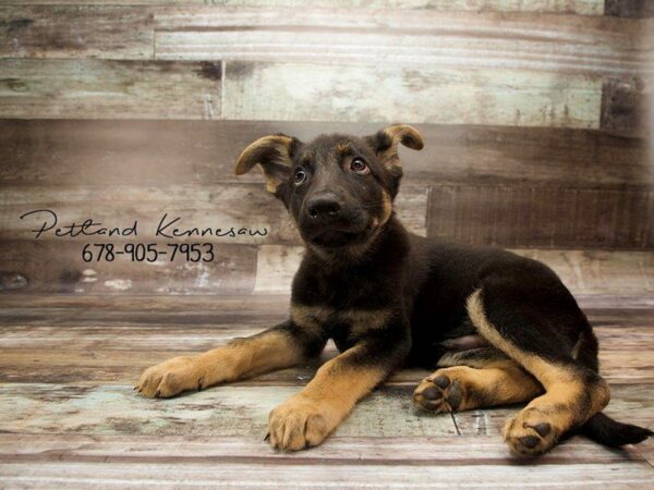 German Shepherd DOG Male blk-tan 20984 Petland Kennesaw, Georgia